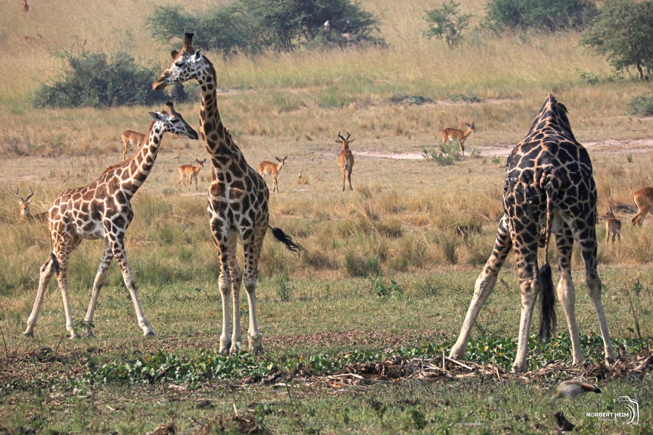 uganda-2026-158 Uganda 2026